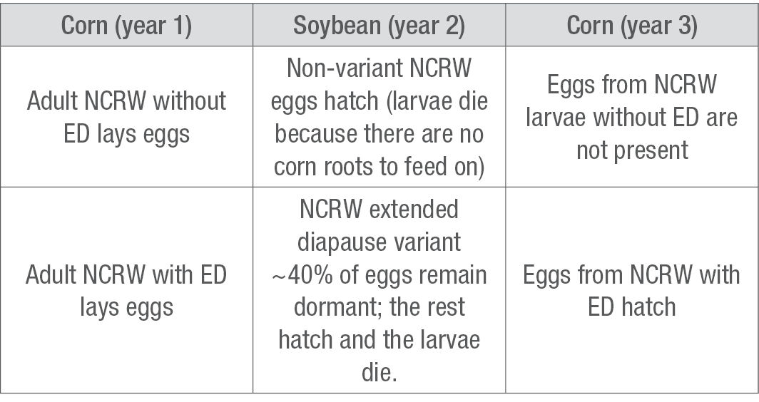 table showing crop rotation and survival of extended diapause (ED) northern corn rootworms. 
